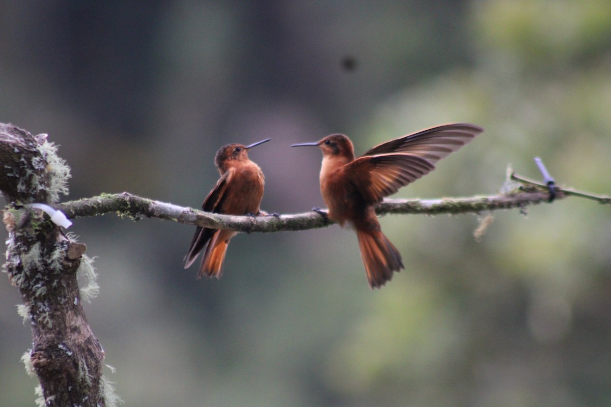 Rostkolibri - ML647539996