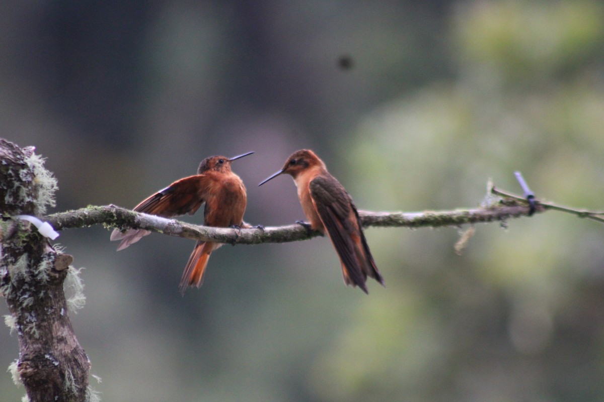 Rostkolibri - ML647539997