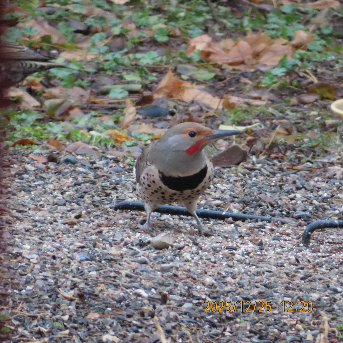 Goldspecht (Kupfergoldspecht) - ML647539998