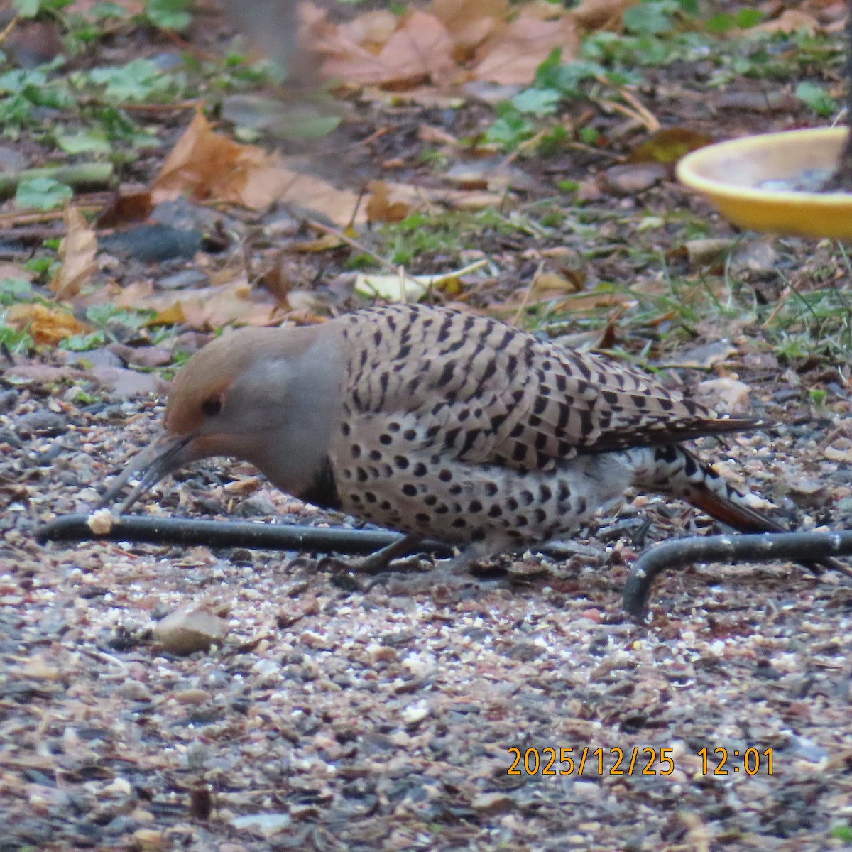 Goldspecht (Kupfergoldspecht) - ML647539999