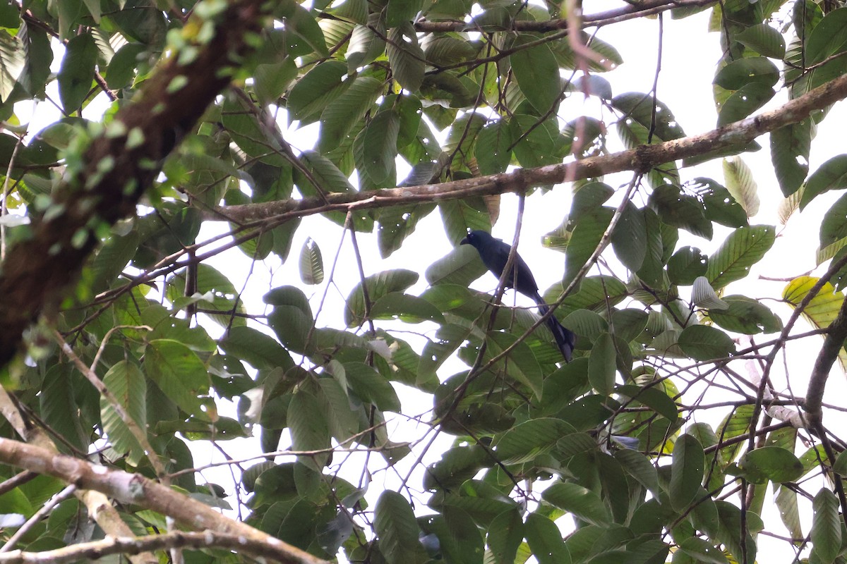Racket-tailed Treepie - ML647540001