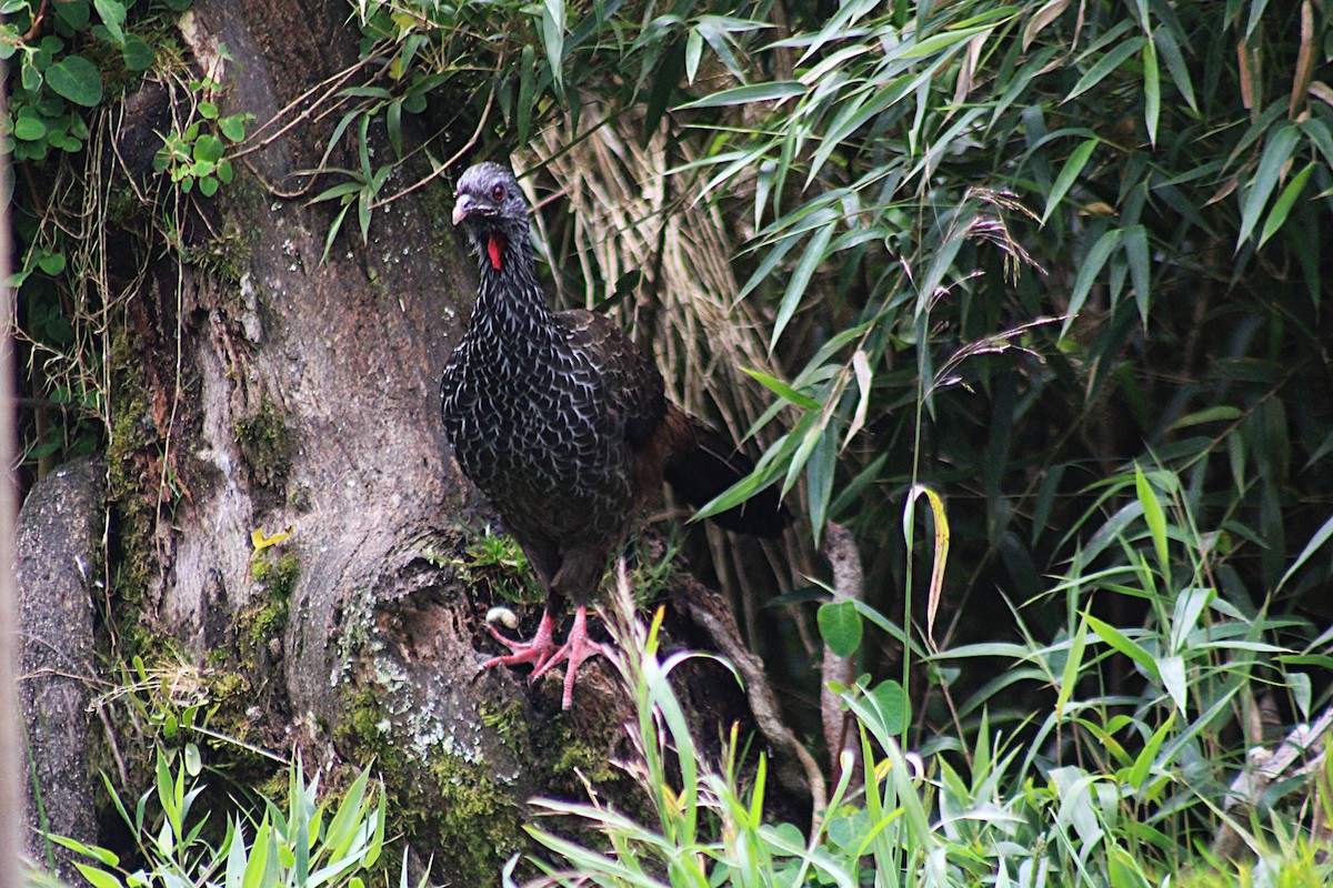 Andean Guan - ML647540039
