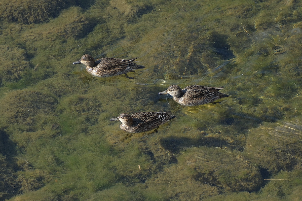 オカヨシガモ - ML647540054