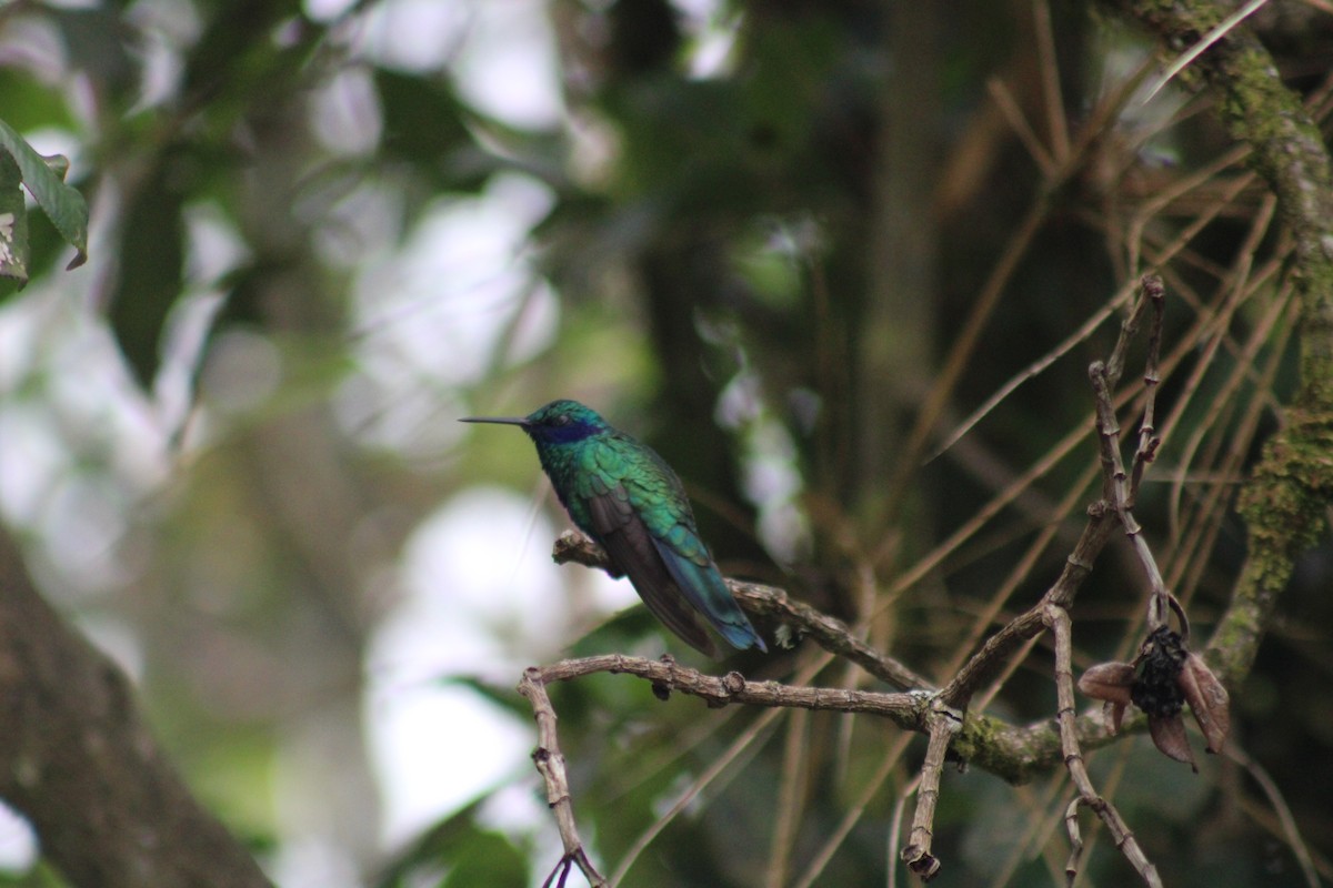 Sparkling Violetear - ML647540056