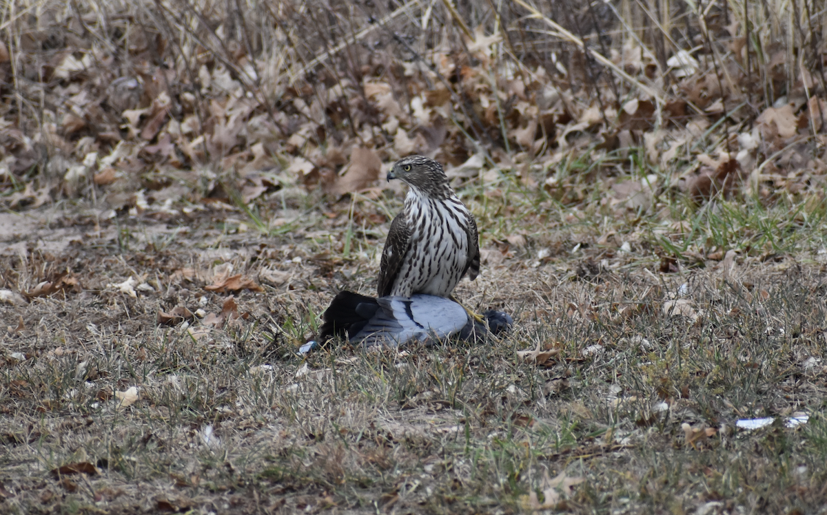 Cooper's Hawk - ML647540064