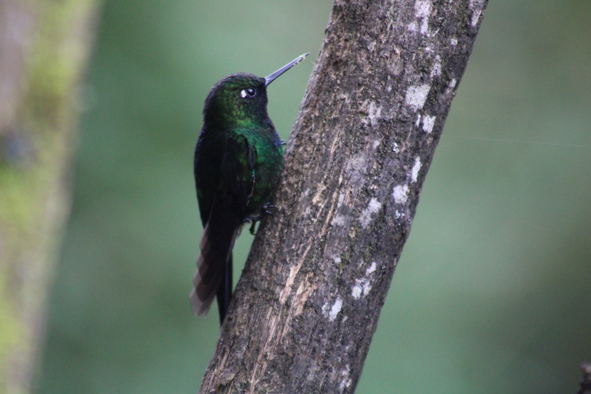 Tourmaline Sunangel - ML647540065