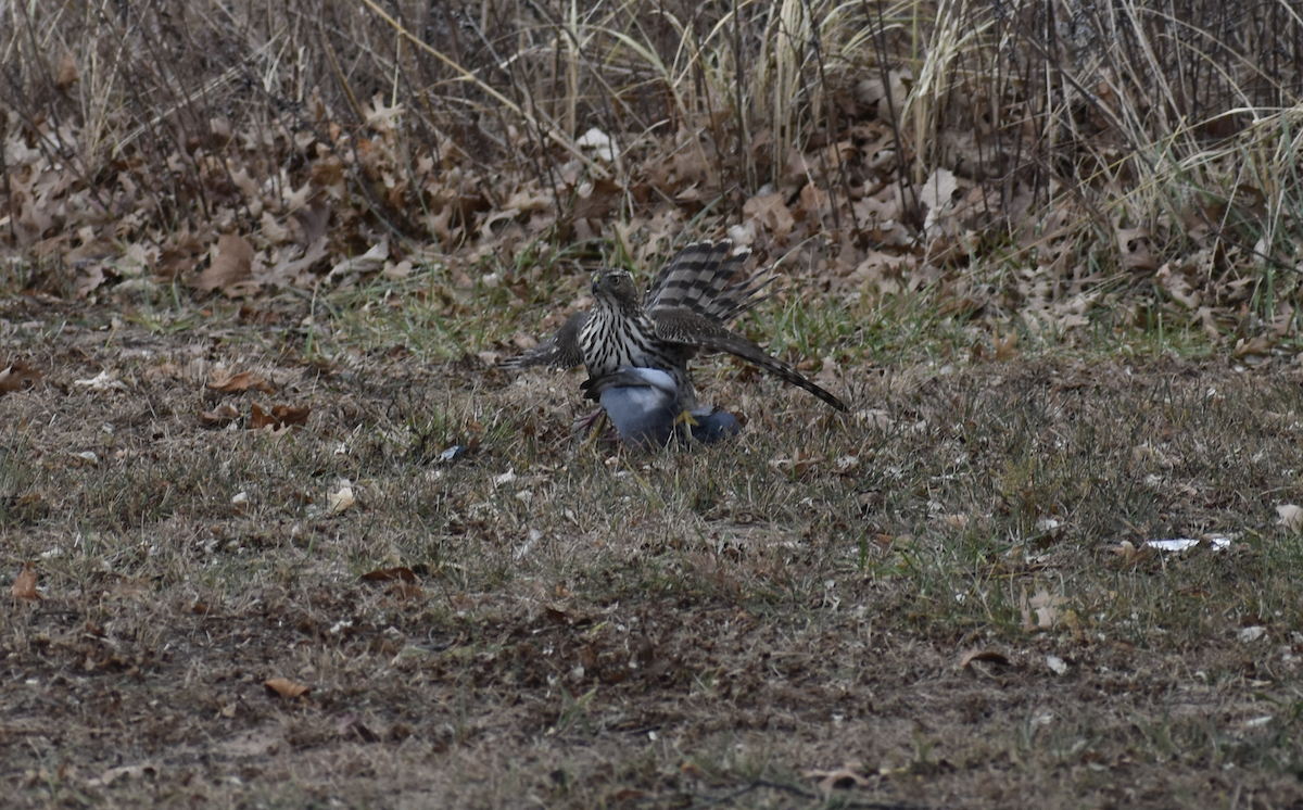Cooper's Hawk - ML647540066