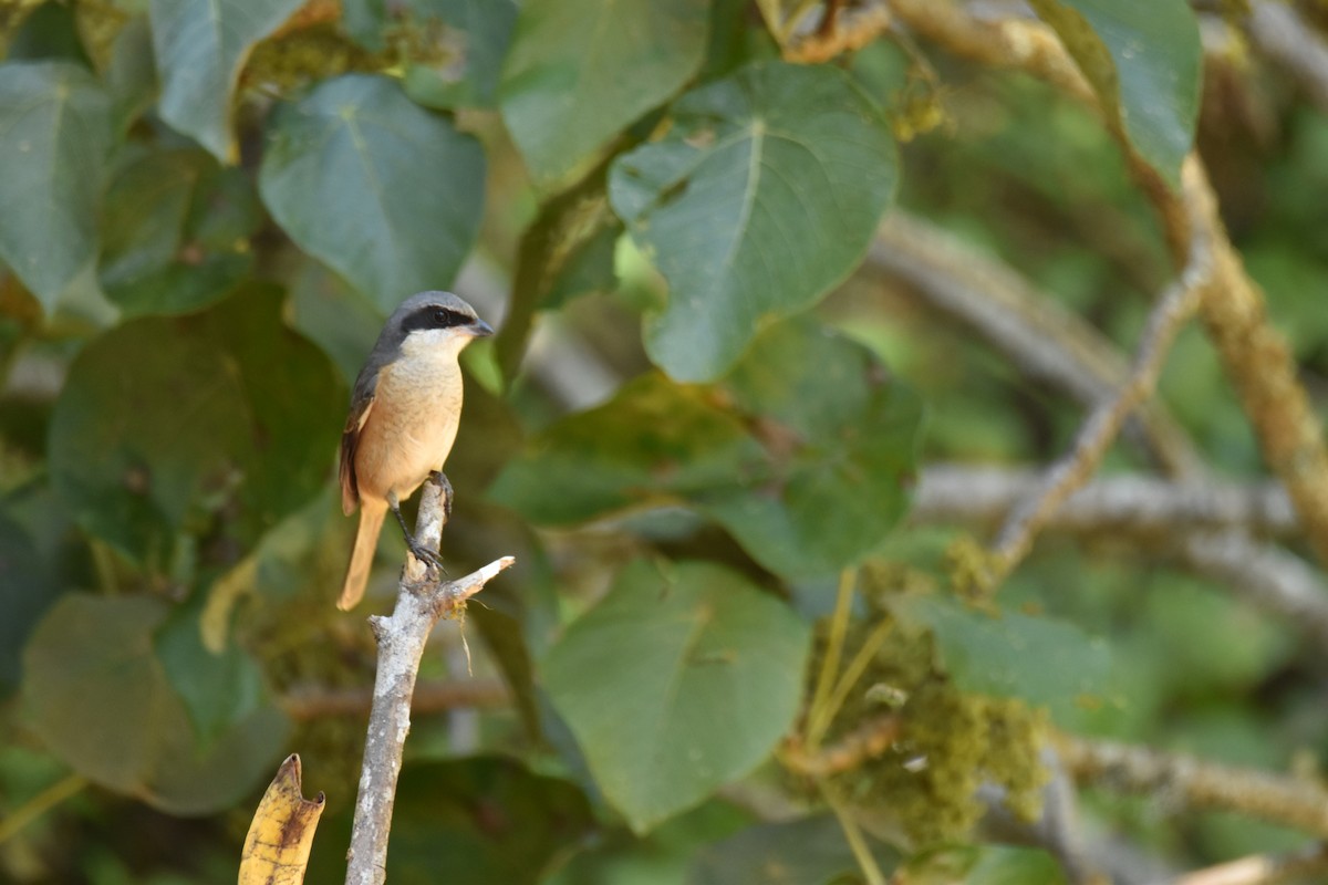 Тибетский сорокопут - ML647540070