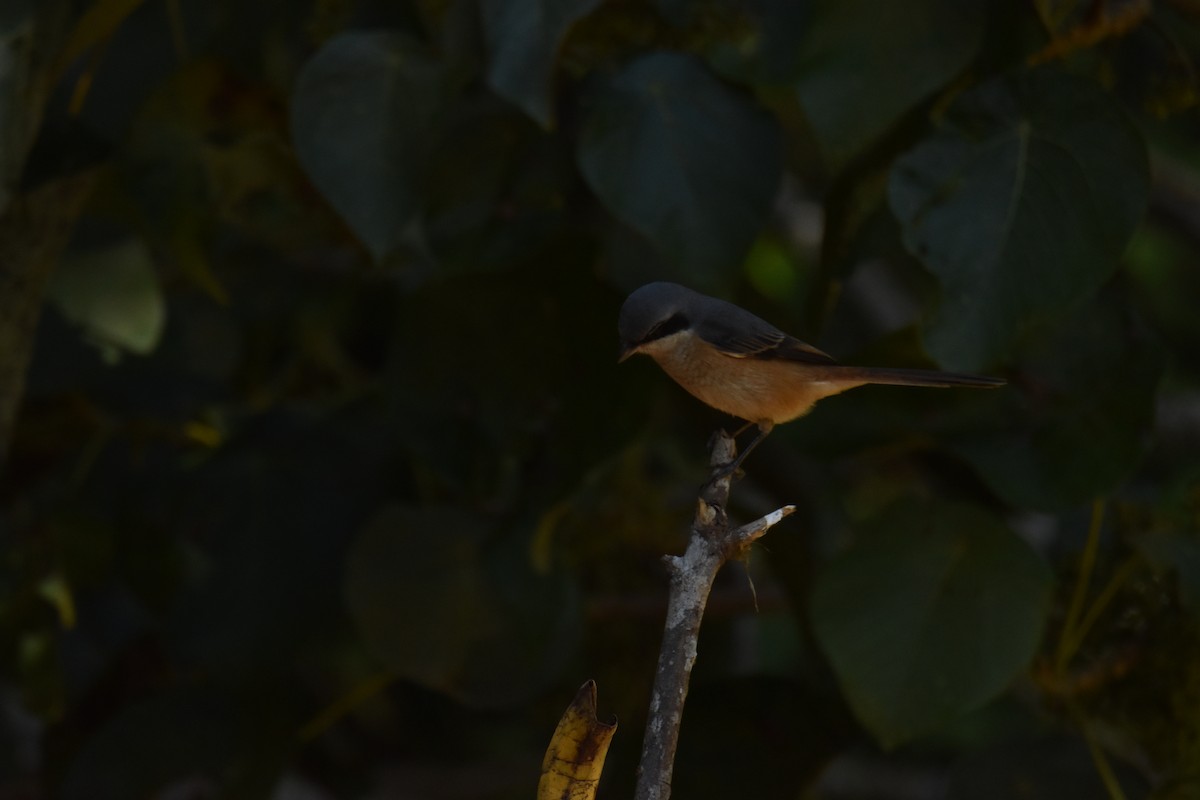 Тибетский сорокопут - ML647540071