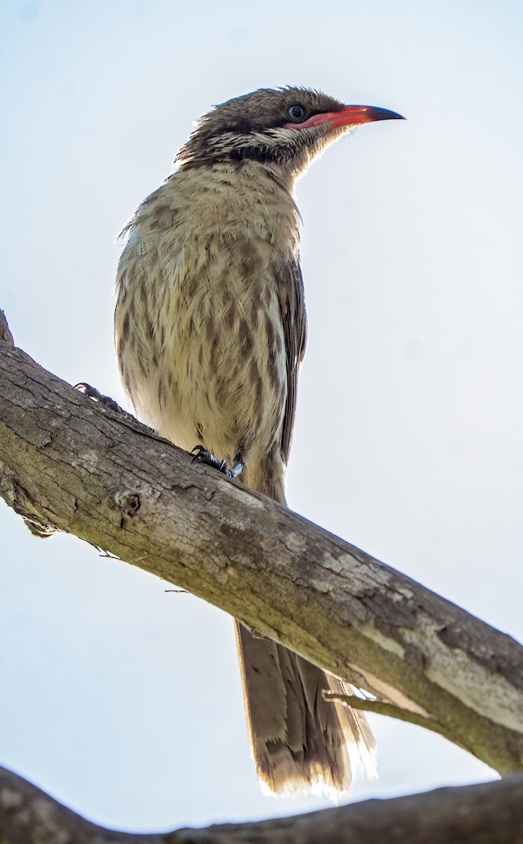 Diken Yanaklı Balkuşu - ML647540083