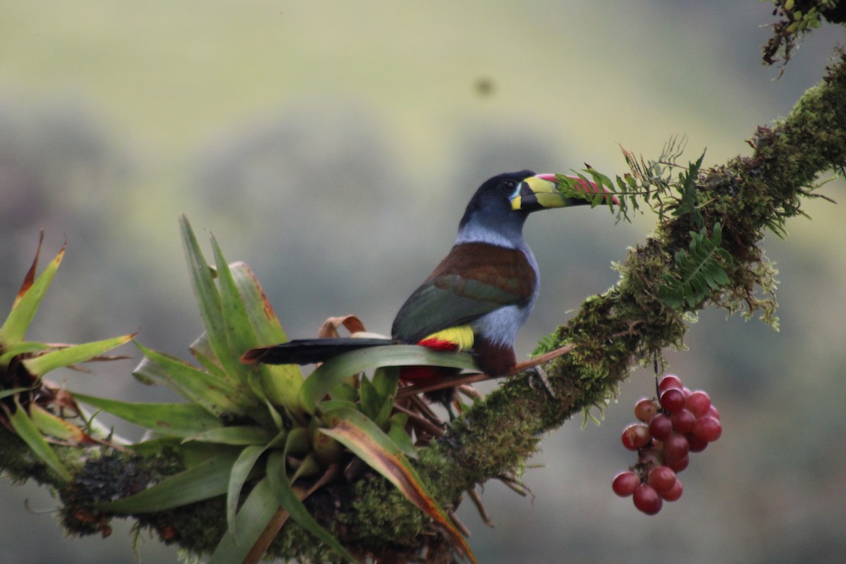 Tucán Pechigrís - ML647540090