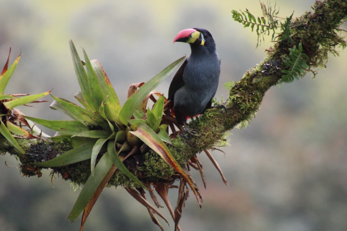 Tucán Pechigrís - ML647540091