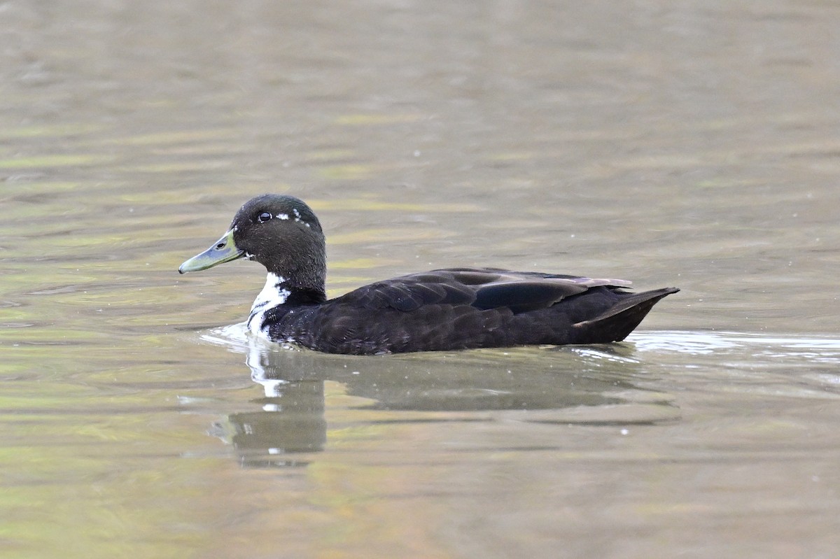 Mallard (Domestic type) - ML647540094