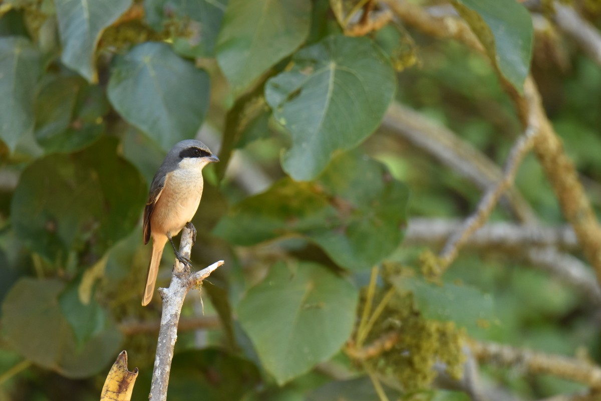 Тибетский сорокопут - ML647540103