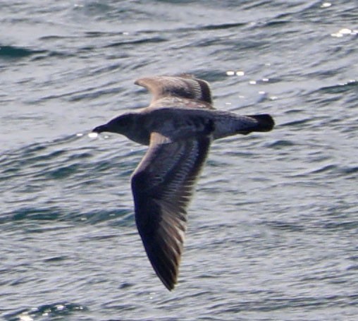 Gaviota Occidental - ML647540105