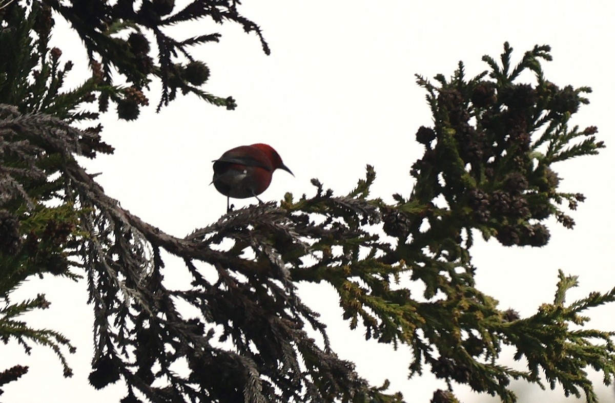 Малиновая апапане - ML647540122