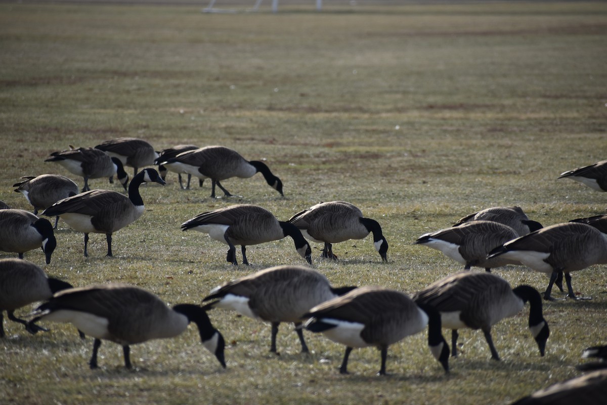 Canada Goose - ML647540130