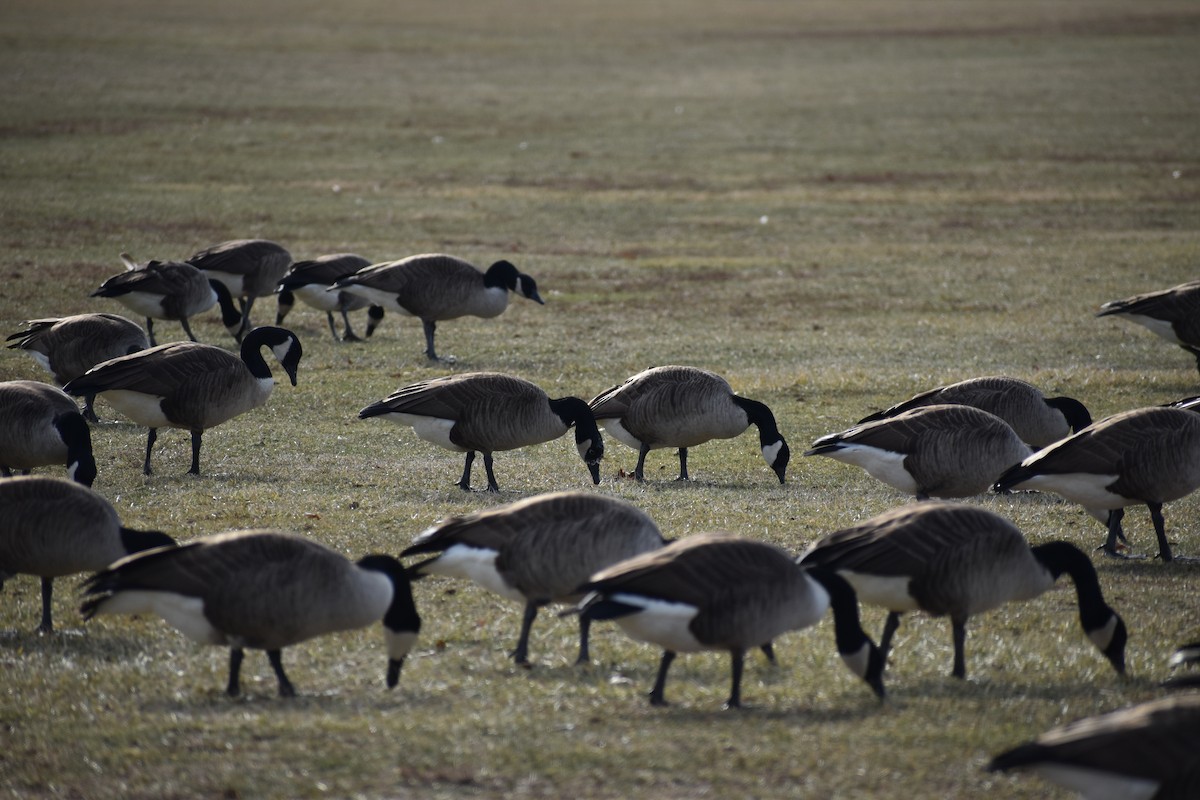 Canada Goose - ML647540131