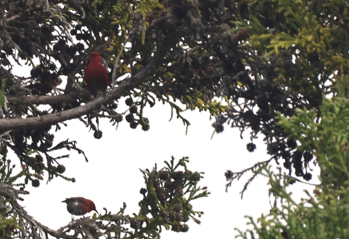 Малиновая апапане - ML647540132