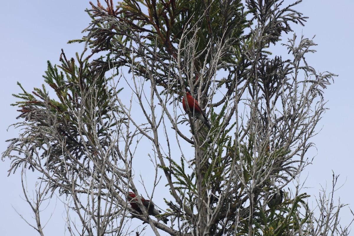 Малиновая апапане - ML647540136