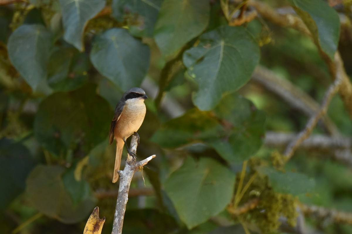 Тибетский сорокопут - ML647540138