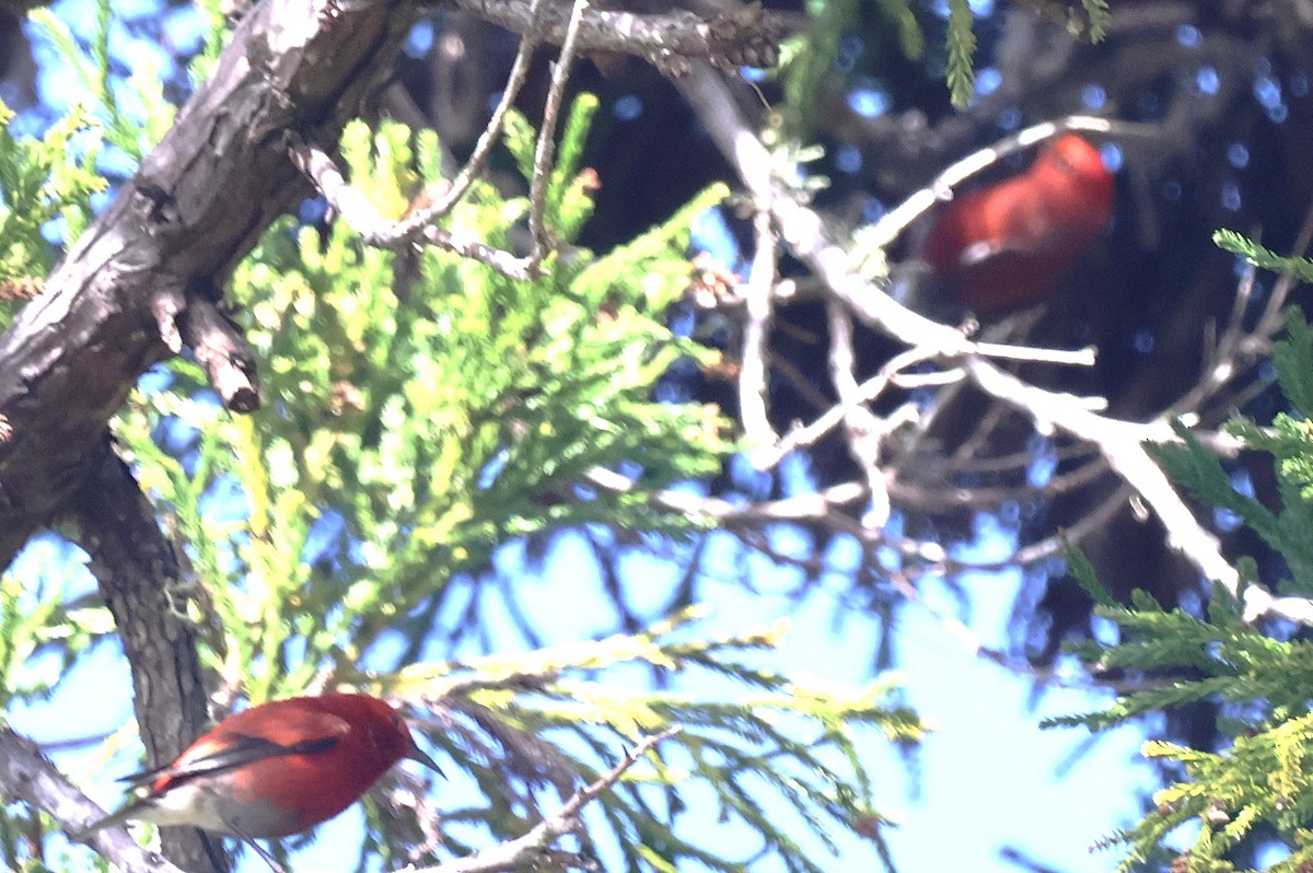 Малиновая апапане - ML647540139