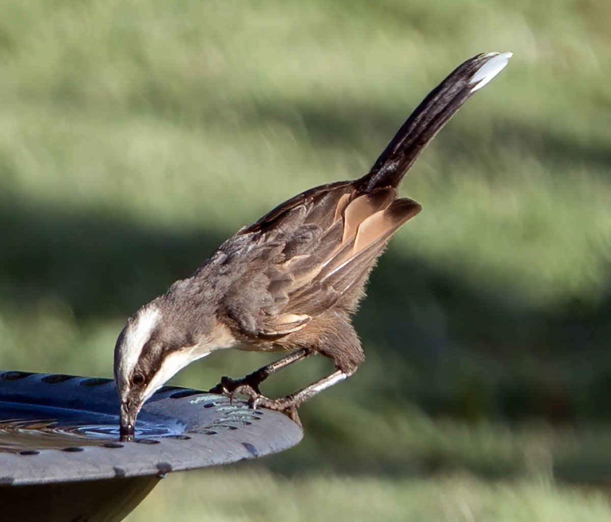 オーストラリアマルハシ - ML647540140