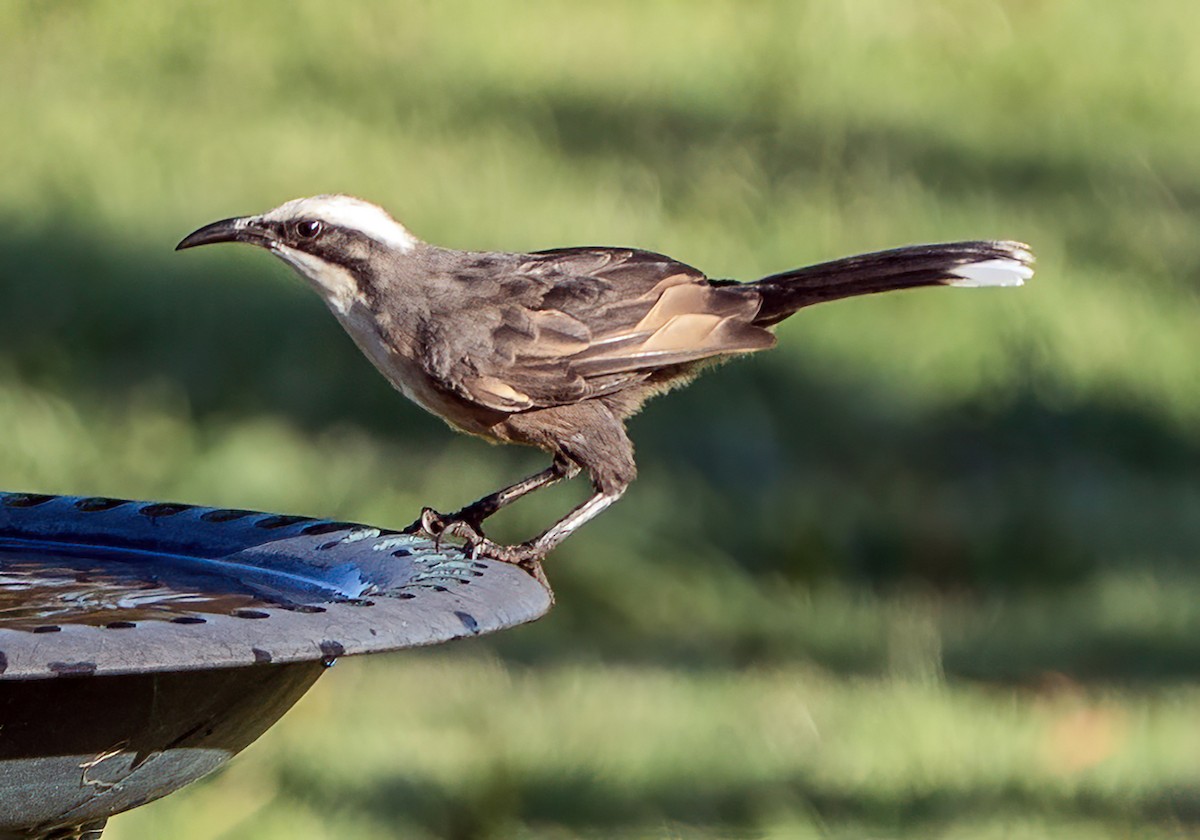 オーストラリアマルハシ - ML647540141