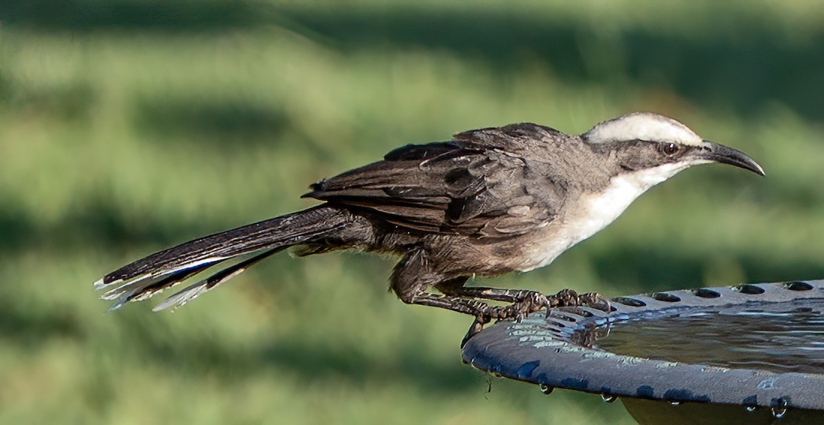 オーストラリアマルハシ - ML647540142