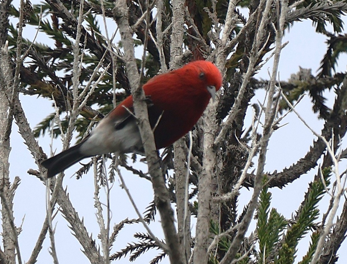 Малиновая апапане - ML647540143