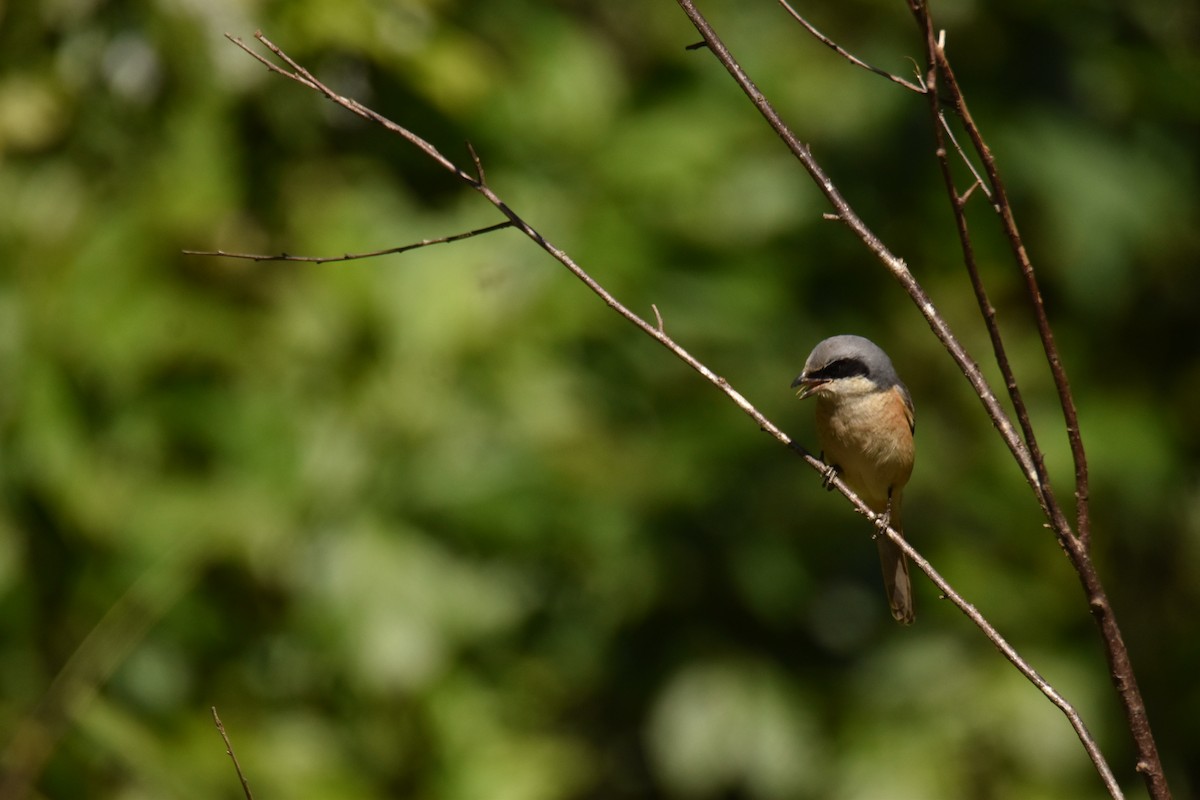 Тибетский сорокопут - ML647540145