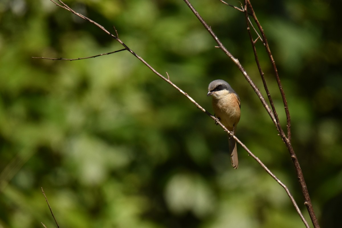 Тибетский сорокопут - ML647540153