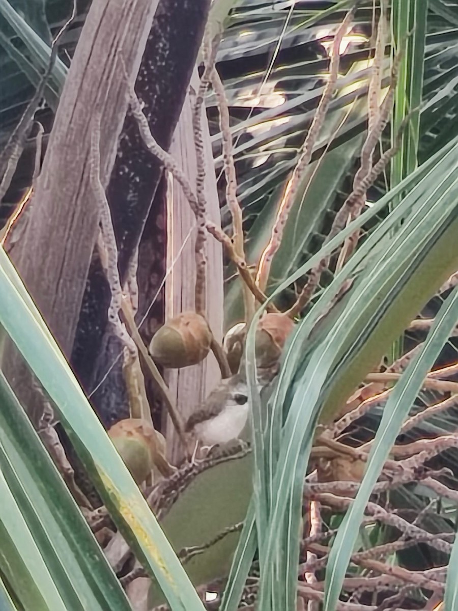 Common Tailorbird - ML647540157