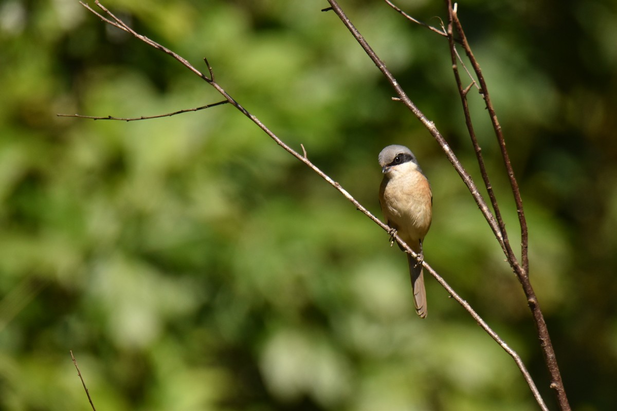 Тибетский сорокопут - ML647540175