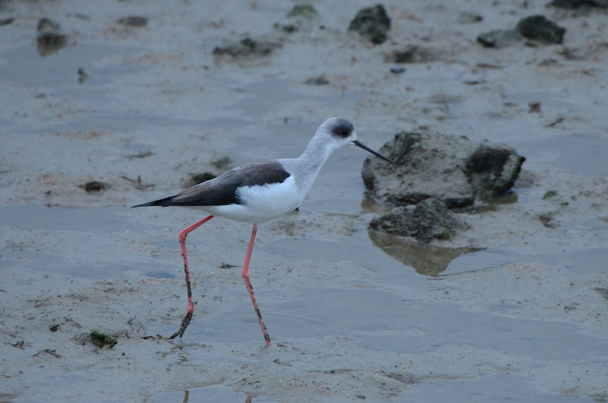 Zankaluze eurasiarra - ML647540180