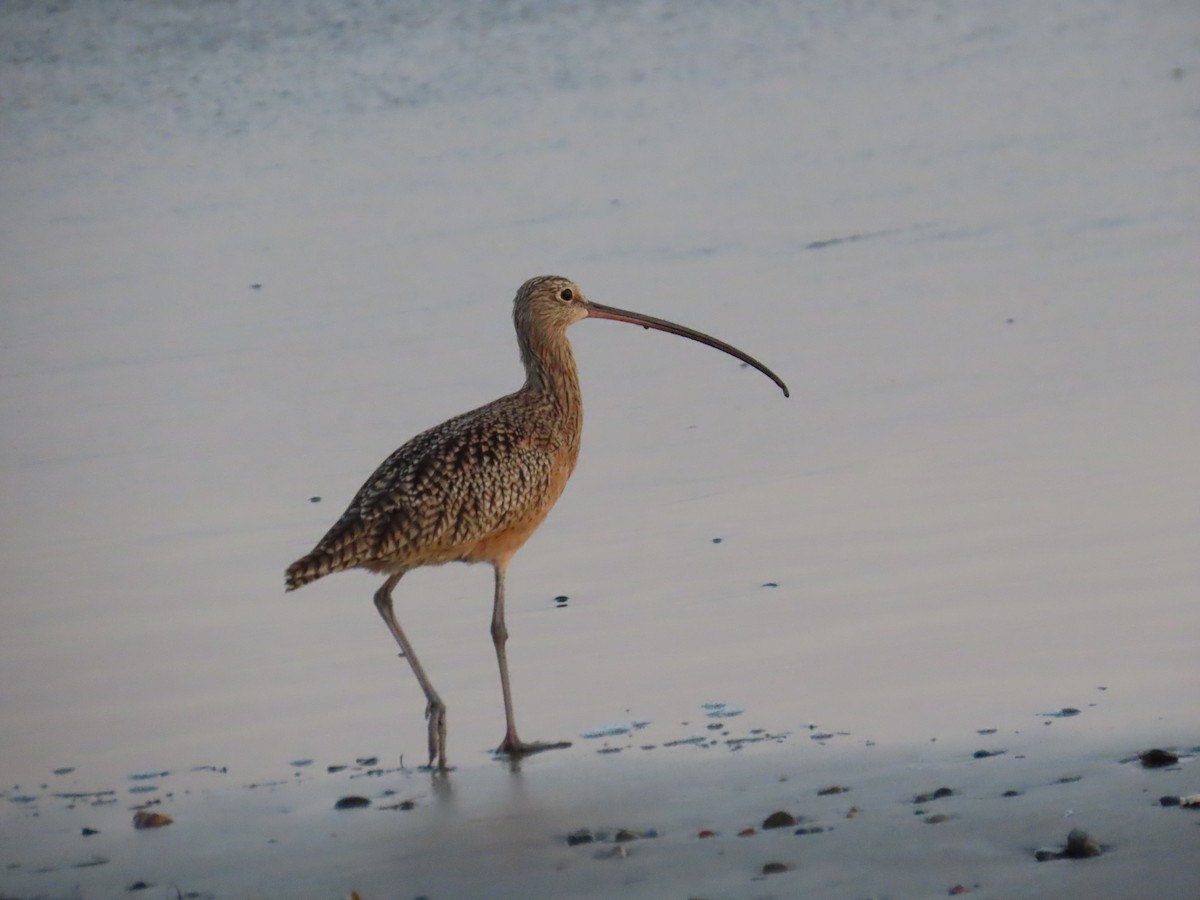 Long-billed Curlew - ML647540195