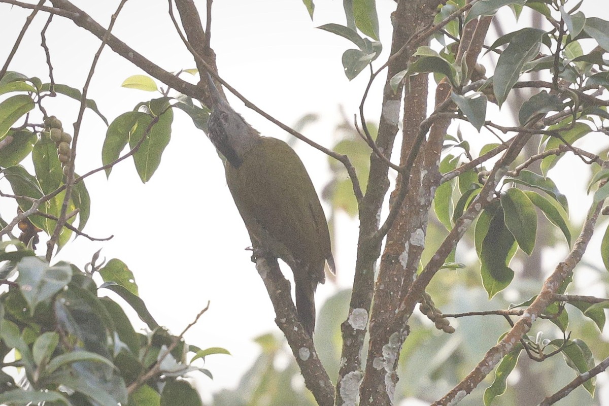 Pic cendré - ML647540202