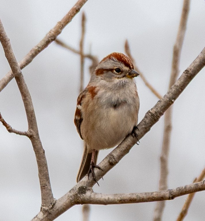 ムナフヒメドリ - ML647540207