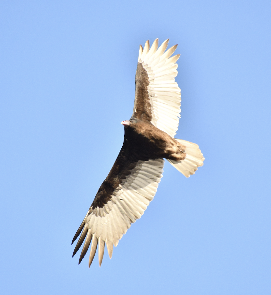 Turkey Vulture - ML647540215