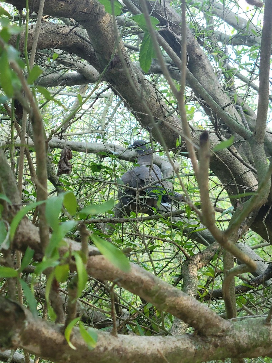 Plain Chachalaca - ML647540226