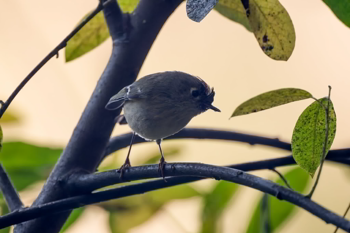 králíček americký - ML647540237