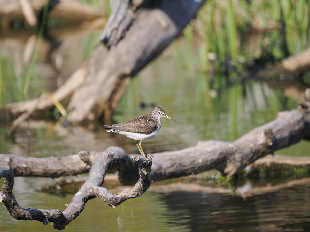 Solitary Sandpiper - ML647540238