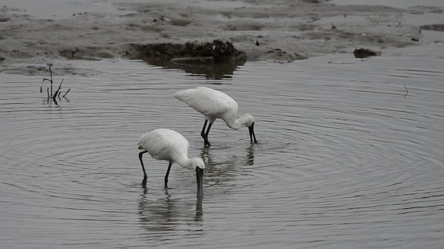 Black-faced Spoonbill - ML647540243