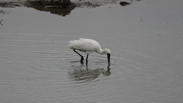Black-faced Spoonbill - ML647540244