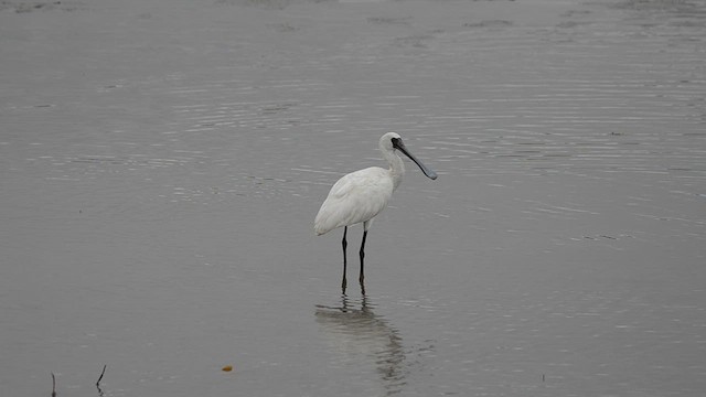 Black-faced Spoonbill - ML647540246