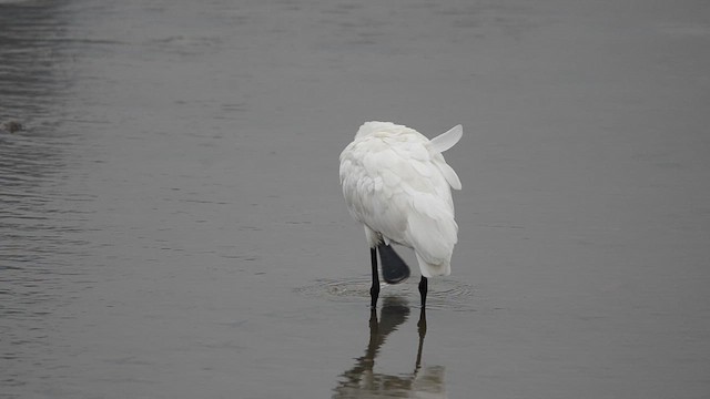 Black-faced Spoonbill - ML647540249