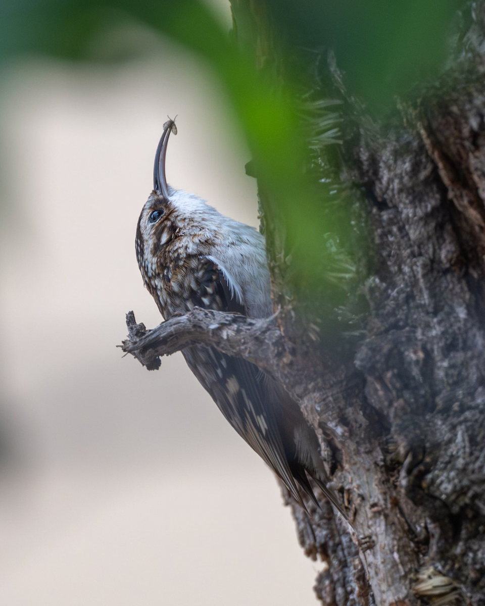 Brown Creeper - ML647540251
