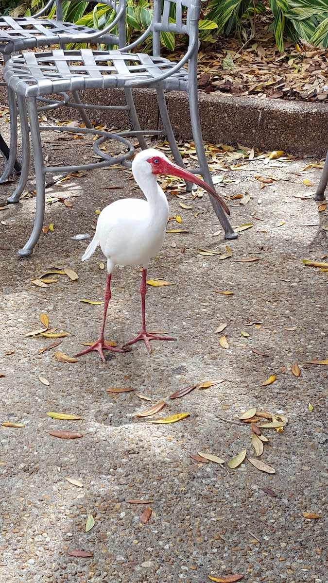 White Ibis - ML647540259