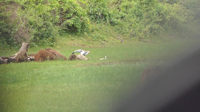 Painted Stork - ML647540260