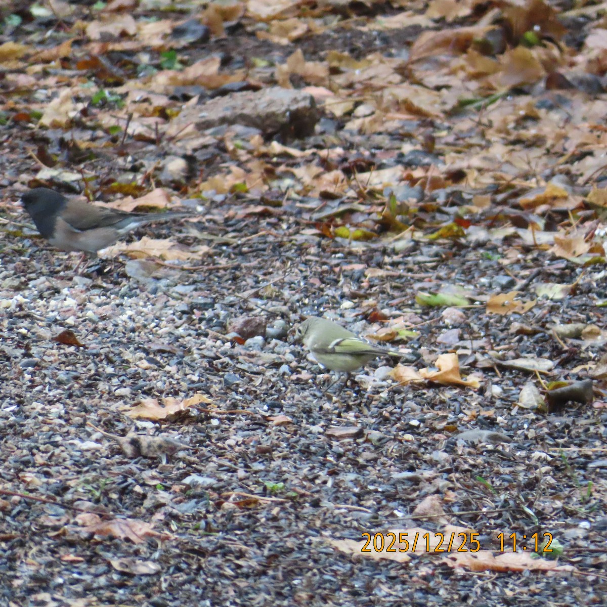 králíček americký - ML647540268